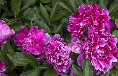 ОБОИ НА ТЕЛЕФОН | Фиолетовые пионы, Цветочные фоны, Розовые пионы
