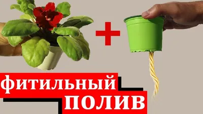 Фиалки. Грунт для фитильного полива. - YouTube