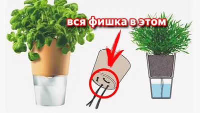 Фитильный полив фиалок: как сделать, видео, плюсы и минусы данного способа  с отзывами цветоводов
