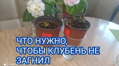 РАЗМЕР ГОРШОЧКА,НИТЬ,ДЛЯ ГЛОКСИНИЙ НА ФИТИЛЕ И ВЕРХНЕМ ПОЛИВЕ - YouTube