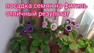 Посадка клубня Глоксинии.ФИТИЛЬНЫЙ ПОЛИВ. - YouTube