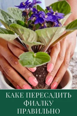 Пересадка фиалок: как рассадить фиалку - Agro-Market