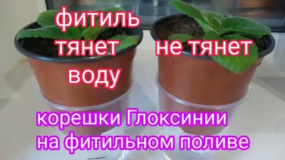 Как пересадить фиалку в домашних условиях | Фиалки, Небольшие цветники,  Сенполия