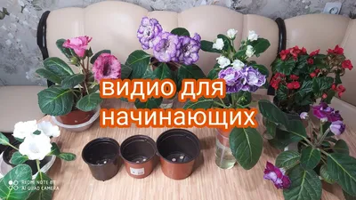 Перевод фиалок на фитильный полив. Часть 1. Подготовительные работы и  пересадка. | Fialki.ru