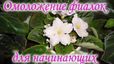 Перевод фиалок на фитильный полив. Часть 1. Подготовительные работы и  пересадка. | Fialki.ru