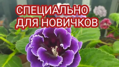 Бальзамин новогвинейский. Перевалка черенка с фитильным поливом + посадка  аптении - YouTube