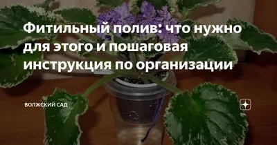 Как перевести фиалки на фитиль: пошаговая технология перехода на \"ленивый\"  полив | Цветок в доме | Дзен