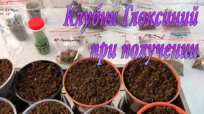 Мои комнатные растения | Facebook