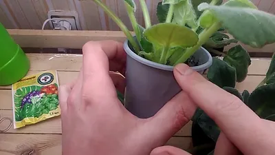 Пересадка фиалок: как рассадить фиалку - Agro-Market