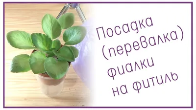 Как правильно поливать комнатные растения: правила полива комнатных  растений - 21 августа 2021 - Фонтанка.Ру