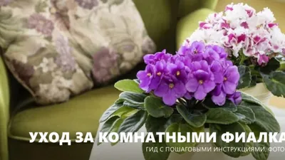 Как правильно ухаживать за фиалками в зимнее время? | Ферма.expert 🌿 | Дзен