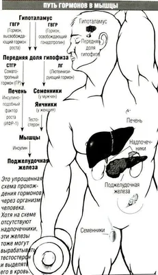Программа тренировок на сушку тела для мужчин, шестидневный комплекс  упражнений в тренажерном зале | Baltija.eu