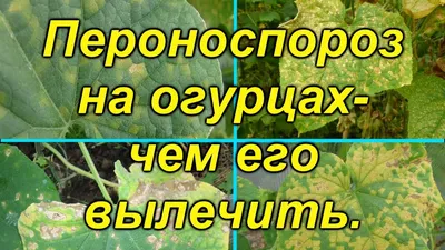 Спасаем помидоры и огурцы от вредителей и болезней: Общество: Облгазета