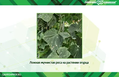 Как выглядит мучнистая роса на огурцах? Меры борьбы и профилактики  заболевания