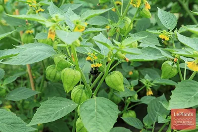 Физалис овощной (Physalis ixocarpa) — описание, выращивание, фото | на  LePlants.ru