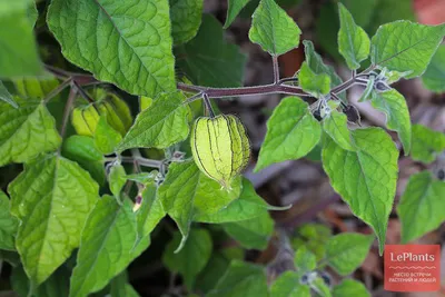 Физалис земляничный (Physalis pubescens) — описание, выращивание, фото | на  LePlants.ru