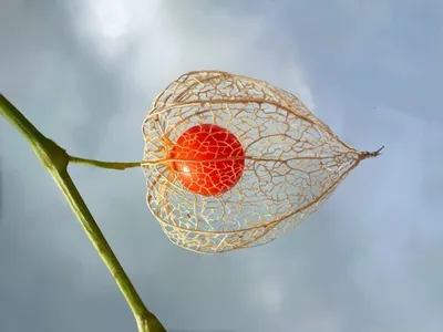 Физалис – вкусная ягода из «китайского фонарика». Виды, сорта, выращивание.  Ягодный, овощной. Фото — Ботаничка