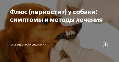 Шишки у собак под кожей: на лапе, шее, животе, голове и других местах:  симптомы, лечение