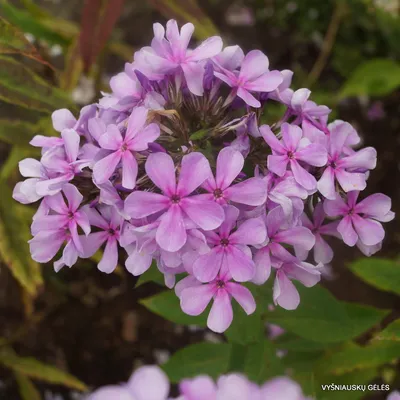 Egorka' - daylily-phlox.eu