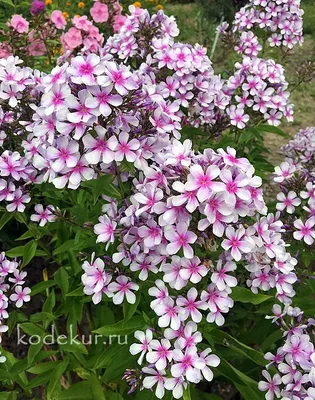 Флокс метельчатый 'Егорка' (Phlox paniculata 'Egorka') - Северная Флора