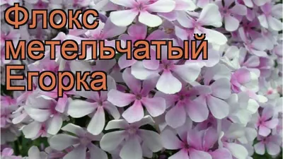 Флокс метельчатый «Брайт Айз», 1 шт. по цене 50 ₽/шт. купить в Москве в  интернет-магазине Леруа Мерлен