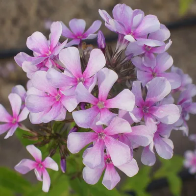 Egorka' - daylily-phlox.eu