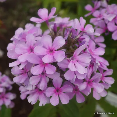 Egorka' - daylily-phlox.eu