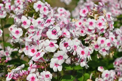 Graf Zeppelin' - daylily-phlox.eu