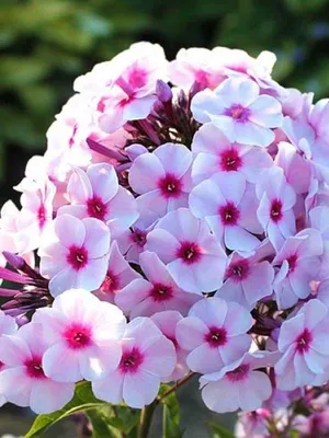 Abundance of pink Phlox paniculata 'Graf Zeppelin' flowers and green leaves  on long stem Stock Photo - Alamy