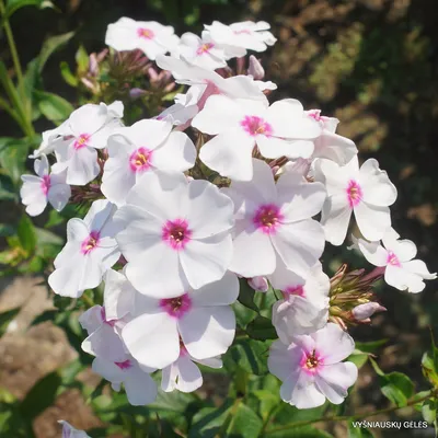 Graf Zeppelin' - daylily-phlox.eu