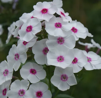 Флокс Граф Цеппелин метельчатый (Phlox (P) 'Graf Zeppelin) белый с  малиновым центром, 80см