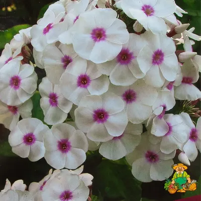 Phlox paniculata 'Graf Zeppelin' - Greenseasons