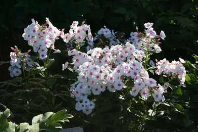 Gärtnerei StaudenSpatz - Hoher Sommer-Phlox Graf Zeppelin (Phlox  paniculata) kaufen