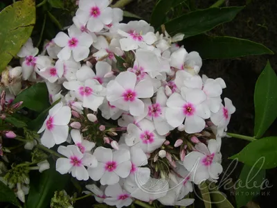 Phlox paniculata 'Graf Zeppelin' (Flammenblume) – Gräfin von Zeppelin