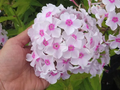Phlos pan, Graf Zeppelin | Verschoor Horticulture
