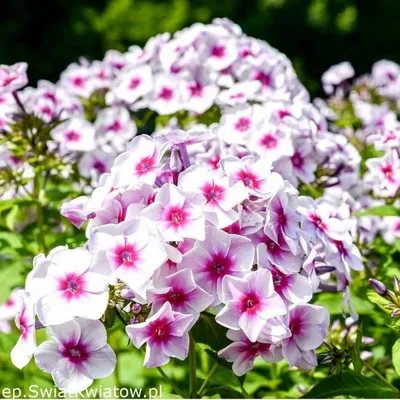 Graf Zeppelin' - daylily-phlox.eu
