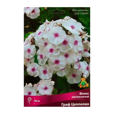 Флокс метельчатый (Phlox paniculata `Graf Zeppelin`) - Флокс метельчатый- Флокс - Многолетники - Каталог - LESKOVO-PITOMNIK.ru