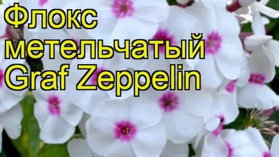 Phlox - Graf Zeppelin – Garden Seeds Market | Envío gratis