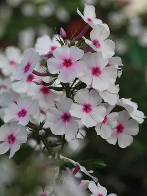 Phlox paniculata \" Graf Zeppelin \" - flox, plamenka Zahradnictví Krulichovi  - zahradnictví, květinářství, trvalky, skalničky, bylinky a koření