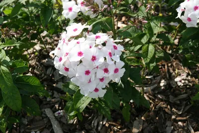 Stauden Stade Versand Shop: Phlox paniculata Graf Zeppelin (Sommer-Phlox,  Hohe-Flammenblume) hier bestellen