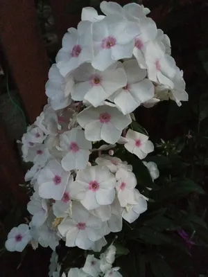 Phlox Graf Zeppelin... stock photo by Nova Photo Graphik, Image: 0939721