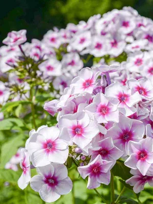 Phlox paniculata 'Graf Zeppelin': Lubera.de