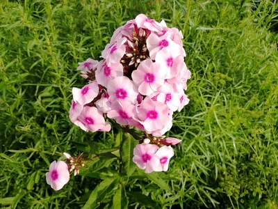 2015: phlox (plamenka) | Association of Czech perenářů