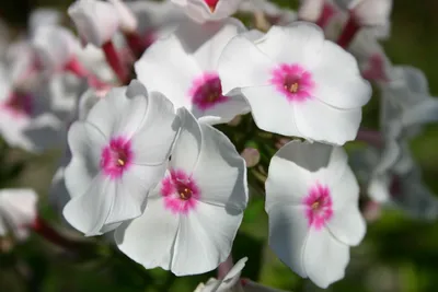 Phlox Płomyk Wiechowaty Graf Zeppelin 1 szt. - Cebule-kwiatowe.pl