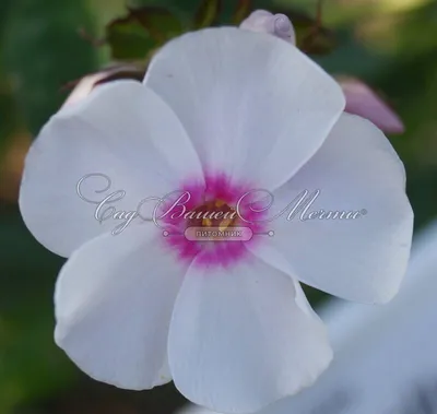 Phlox 'Graf Zeppelin' – Esveld Shop