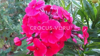 Phlox paniculata 'Graf Zeppelin' (Flammenblume) – Gräfin von Zeppelin