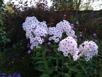 Phlox (Paniculata Group) 'Graf Zeppelin' GLPR1133