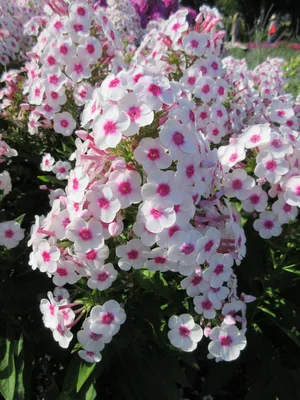 Phlox paniculata 'Graf Zeppelin' - Sarastro Stauden