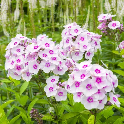 Флоксы страница 6