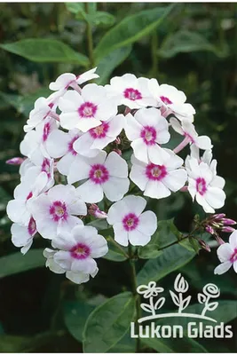 Fabulous Garden Phlox | Rotary Botanical Gardens